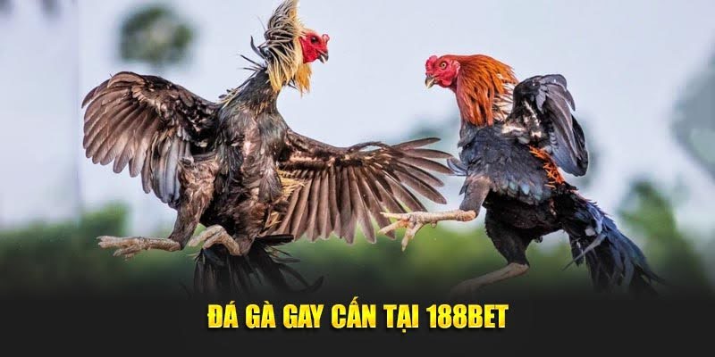 188BET - Truy Cập Ngay 188 BET - Giải Trí Dành Thưởng Lớn 17 Đá gà gay cấn tại 188BET