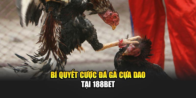 Bí quyết cược đá gà cựa dao tại 188Bet