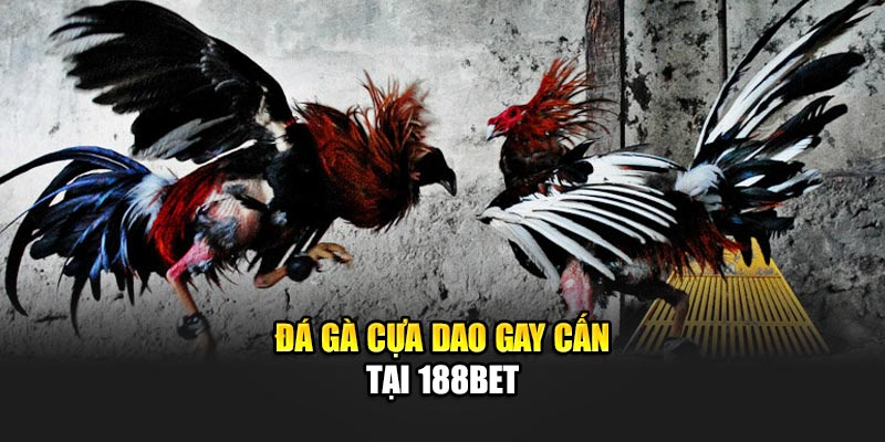 Đá gà cựa dao gay cấn tại 188Bet