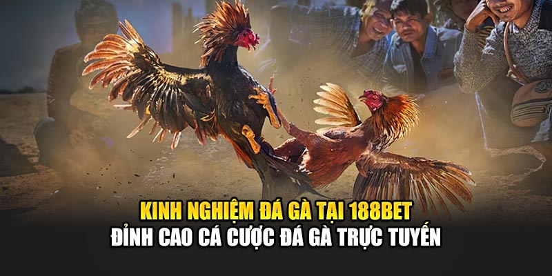 Kinh Nghiệm Đá Gà Hay Nhất, Tăng Cơ Hội Thắng Cùng 188Bet 1 Kinh nghiệm đá gà tại 188Bet - Đỉnh cao cá cược đá gà trực tuyến