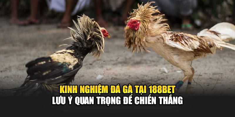 Kinh Nghiệm Đá Gà Hay Nhất, Tăng Cơ Hội Thắng Cùng 188Bet 3 Kinh nghiệm đá gà tại 188Bet - Lưu ý quan trọng để chiến thắng