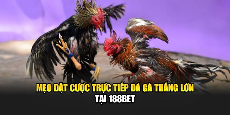Mẹo đặt cược trực tiếp đá gà thắng lớn tại 188Bet